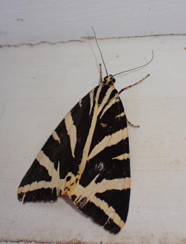Euplagia quadripunctaria